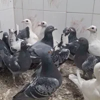 ۲۰ عدد کبوتر پرشی