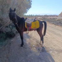 اسب|اسب و تجهیزات اسبسواری|بم, |دیوار