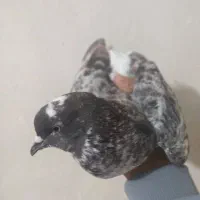 کبوتر فروشی نر