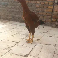 جوجه خروس|حیوانات مزرعه|بوئین زهرا, |دیوار