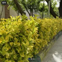 خدمات باغبانی درختکاری گل کاری هرس تهران و کرج
