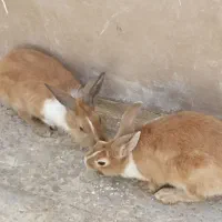 خرگوش