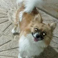 توله پامر ماده