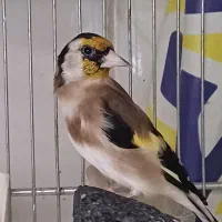 سهره حلب چهار گل.جفتی|پرنده|فردیس, نگارستان|دیوار