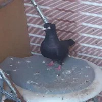 کبوتر|پرنده|بندر امام خمینی, |دیوار