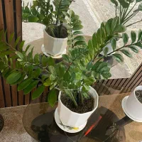 گل طبیعی|گل و گیاه طبیعی|نورآباد ممسنی, |دیوار