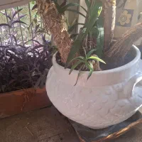 درختچه یوکا