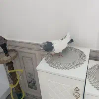 کله دم سبز نر|پرنده|شراء, |دیوار