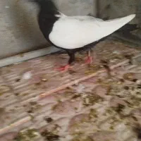 شوش