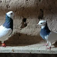 کفتر کبوتر پرشی و رنگی|پرنده|عطاملک, |دیوار