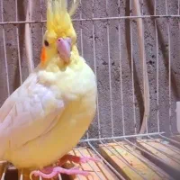 عروس هلندی  ماده معاوضه هم داره|پرنده|زهک, |دیوار