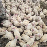 بوقلمون بیوتی B6|پرنده|سنگر, |دیوار