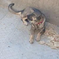 واگزاری سگ|سگ|قره چای, |دیوار