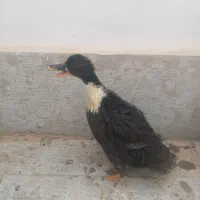 اردک|حیوانات مزرعه|هشتگرد, فاز ۳ مهستان|دیوار