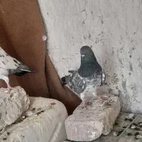 پاکستانی|پرنده|کرباسک, |دیوار