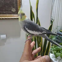 یه جفت عروس هلندی خوشگل و بازیگوش