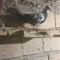 پلاکی نروماده|پرنده|بابا حیدر, |دیوار