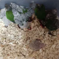 جوجه گرینچیک.کوتوله|پرنده|مشهد, شهید آوینی|دیوار