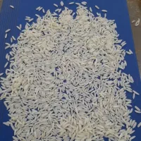 برنج طارم هاشمی ، ندا ، شیرودی ، فجر
