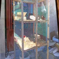 قفس کبوتر و بلدرچین|لوازم جانبی حیوانات|گالیکش, |دیوار