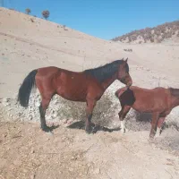 با سلام دو رس اسب خوب نژاد دار|اسب و تجهیزات اسبسواری|یاسوج, |دیوار