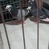 نروماده فروشی ورامین|پرنده|آفتاب, |دیوار