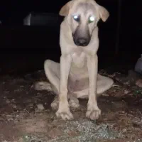 ماده پژدر۴ماهه فروشی نوه جی قهرمان|سگ|آق قلا, |دیوار