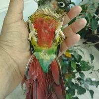 گیرینچیک رام و دستی