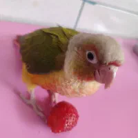 گمشده