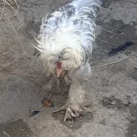 مرغ خروس نژاد سلطا.ن