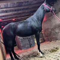 اسب دوسر خارجی اسب kwpn