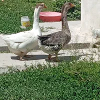 غاز