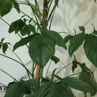 گل طبیعی|گل و گیاه طبیعی|بهارستان, |دیوار