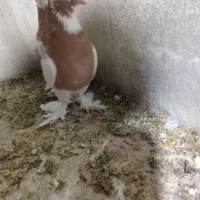 طوقی بی عیب...