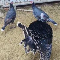 فروش بوقلمون