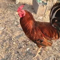 فروش خروس اصیل کردی