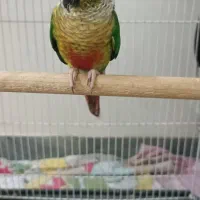 گرینچیک