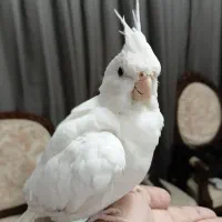 ۷ عدد عروس هلندی