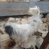 سگ پشمالو|سگ|تربت‌حیدریه, منظر|دیوار