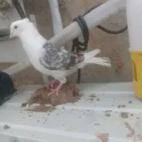 چند عدد نر یکه