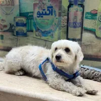 سگ فروشی