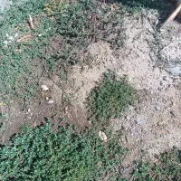 زمین کشاورزی در گمند در فاصله 20دقیقه تبریز