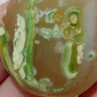 سنگ عتیقه|کلکسیون اشیاء عتیقه|اندیمشک, |دیوار