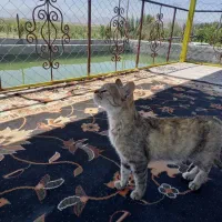 خانه ویلا در دشتکار بردسیر با نیم ساعت آب تلمبه
