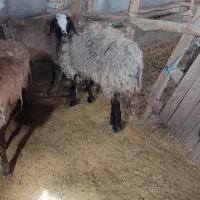 شیشک ماده چاق