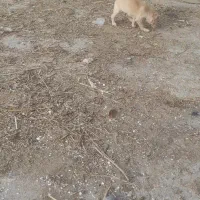 سگ بازیگوش|حیوانات|نیشابور, شریعتی|دیوار