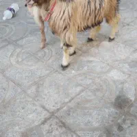 فروش دوتا کهره چپش پاکستانی