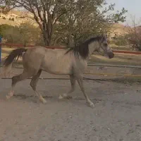 کره اسب دوسر عرب مصری|اسب و تجهیزات اسب‌سواری|تبریز, |دیوار