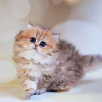 فروشگاه گربه های خاص ( بریتیش پرشین اسکاتیش )