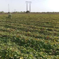 نهال توت فرنگی کاماروسا چهارفصل